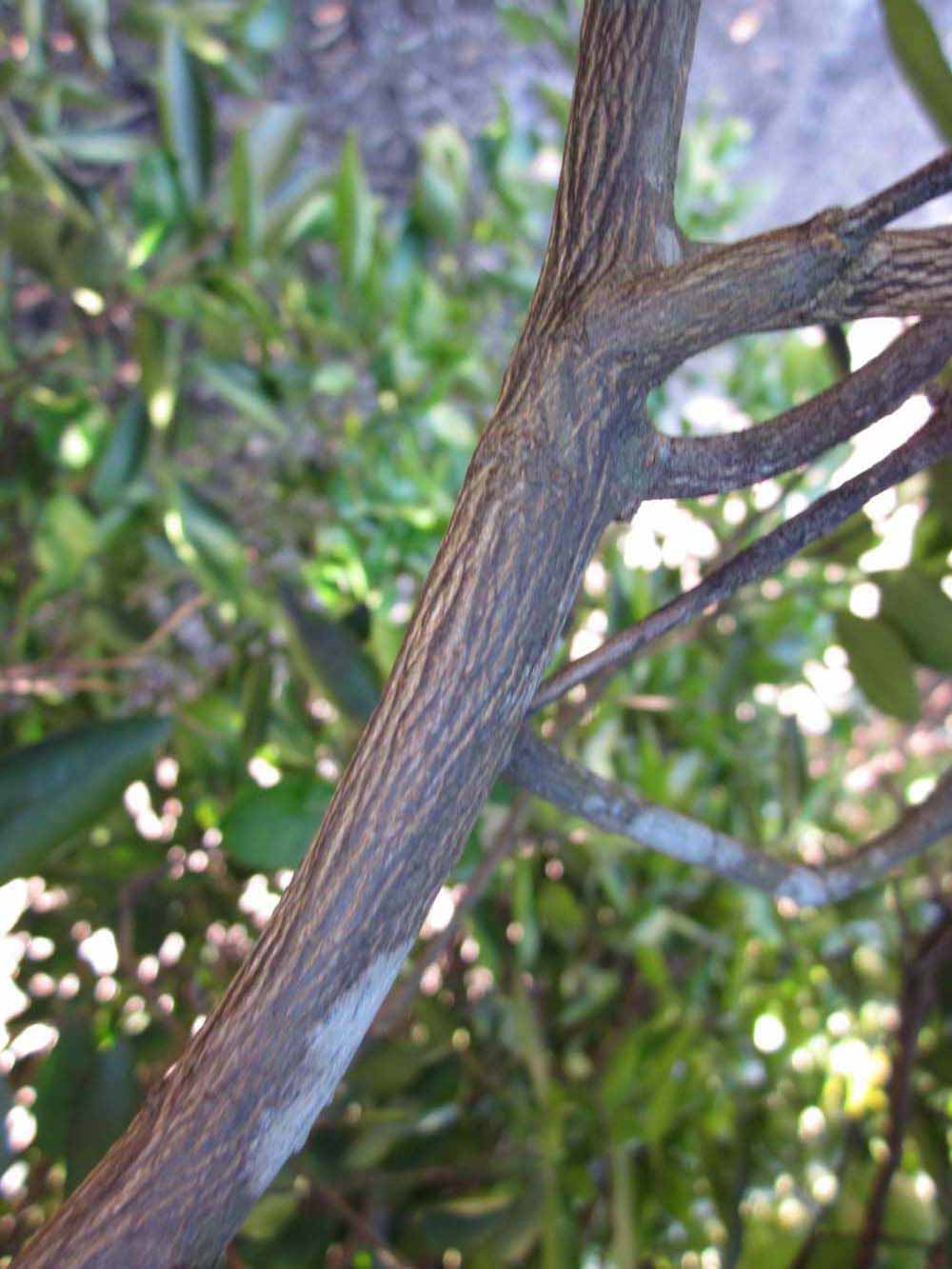              Second - third year twig (Winter Haven, FL)       